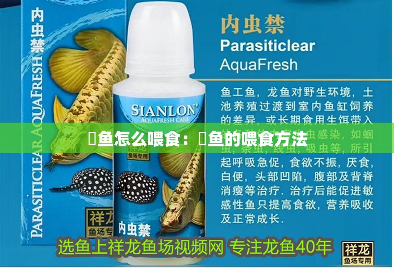 魟魚怎么喂食：魟魚的喂食方法