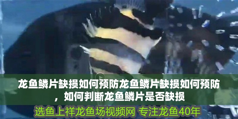 龍魚鱗片缺損如何預防龍魚鱗片缺損如何預防，如何判斷龍魚鱗片是否缺損