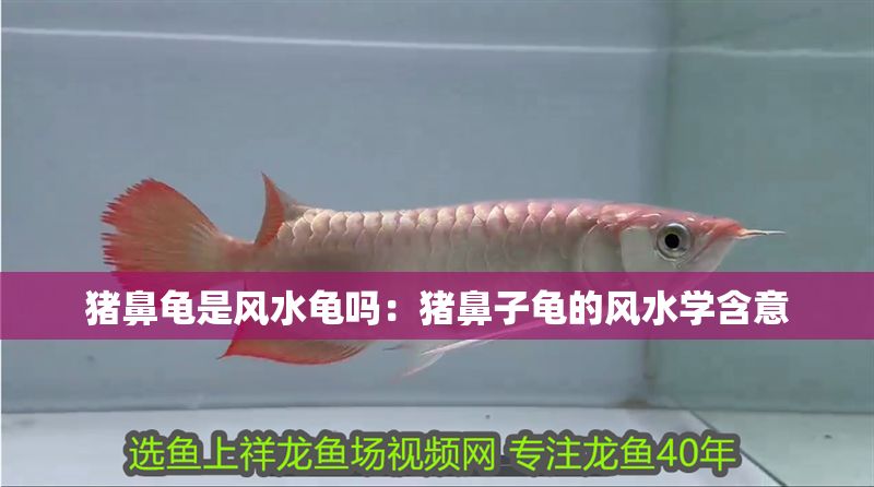 豬鼻龜是風水龜嗎：豬鼻子龜?shù)娘L水學含意