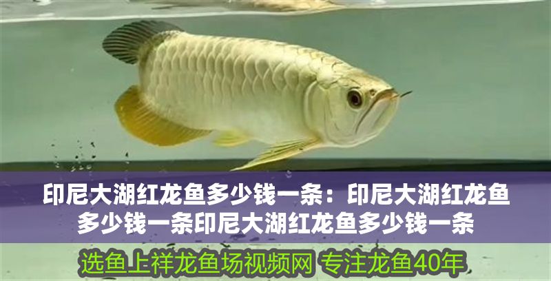 印尼大湖紅龍魚(yú)多少錢(qián)一條：印尼大湖紅龍魚(yú)多少錢(qián)一條印尼大湖紅龍魚(yú)多少錢(qián)一條