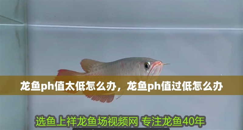 龍魚ph值太低怎么辦，龍魚ph值過低怎么辦 龍魚ph值太低怎么辦，龍魚ph值過低怎么辦 水族問答