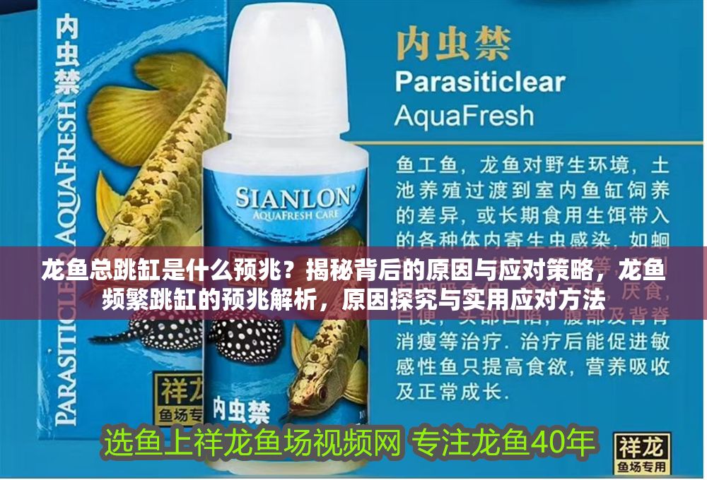 龍魚總跳缸是什么預兆？揭秘背后的原因與應對策略，龍魚頻繁跳缸的預兆解析，原因探究與實用應對方法 龍魚總跳缸是什么預兆？揭秘背后的原因與應對策略，龍魚頻繁跳缸的預兆解析，原因探究與實用應對方法 龍魚百科 第1張