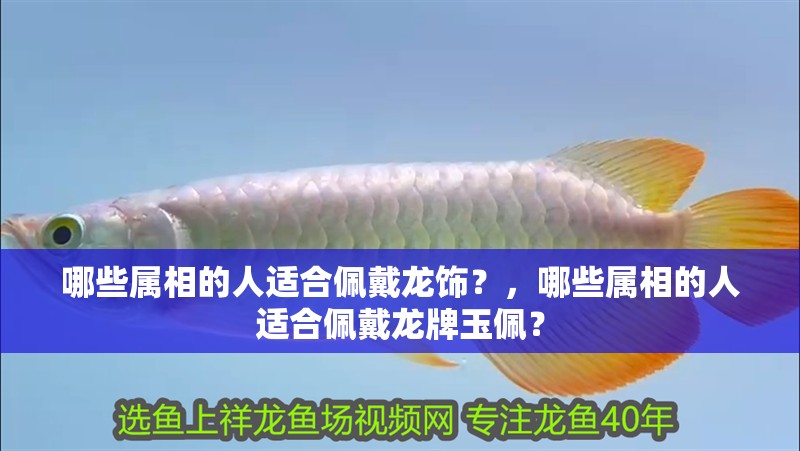 哪些屬相的人適合佩戴龍飾？，哪些屬相的人適合佩戴龍牌玉佩？ 哪些屬相的人適合佩戴龍飾？，哪些屬相的人適合佩戴龍牌玉佩？ 龍魚論壇