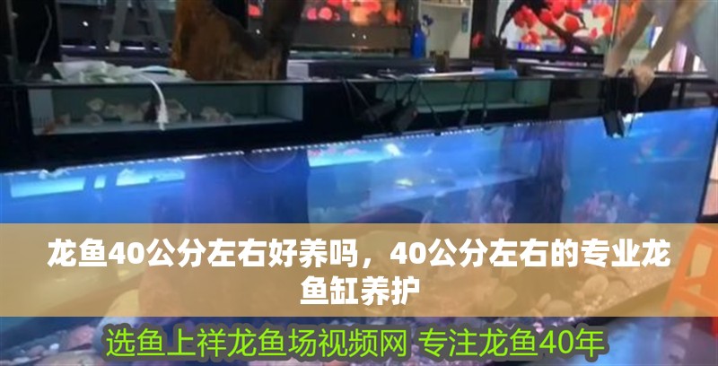 龍魚40公分左右好養嗎，40公分左右的專業龍魚缸養護