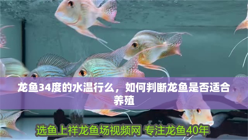 龍魚34度的水溫行么，如何判斷龍魚是否適合養殖