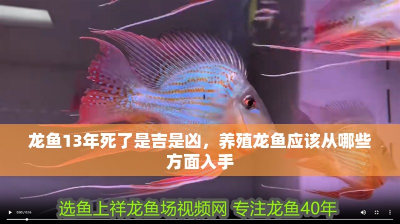 龍魚13年死了是吉是兇，養(yǎng)殖龍魚應(yīng)該從哪些方面入手