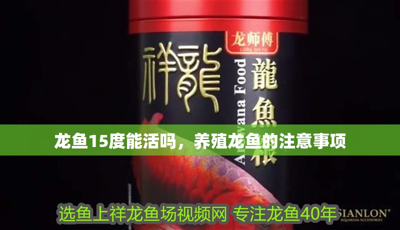 龍魚15度能活嗎，養(yǎng)殖龍魚的注意事項