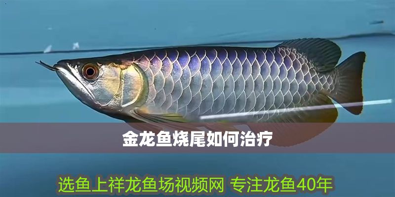 金龍魚燒尾如何治療
