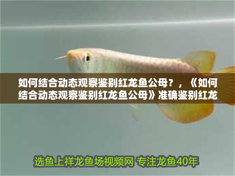 如何結(jié)合動(dòng)態(tài)觀察鑒別紅龍魚(yú)公母？，《如何結(jié)合動(dòng)態(tài)觀察鑒別紅龍魚(yú)公母》準(zhǔn)確鑒別紅龍魚(yú)公母