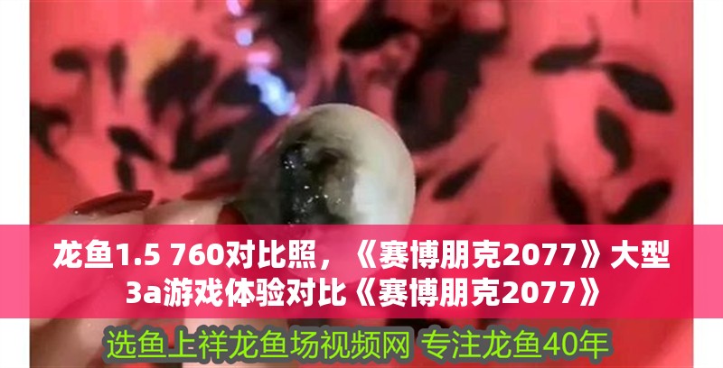 龍魚1.5 760對比照，《賽博朋克2077》大型3a游戲體驗對比《賽博朋克2077》