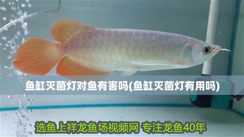 魚缸滅菌燈對(duì)魚有害嗎(魚缸滅菌燈有用嗎)