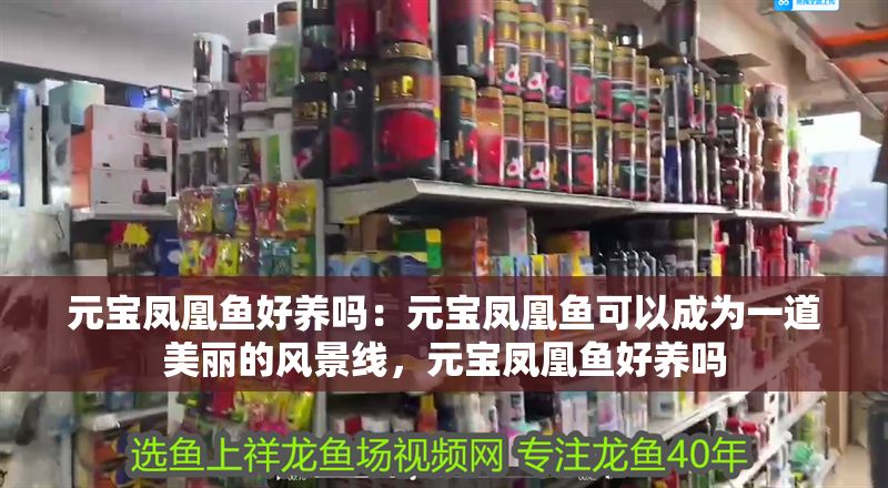 元寶鳳凰魚好養(yǎng)嗎:元寶鳳凰魚可以成為一道美麗的風(fēng)景線,元寶鳳凰魚好養(yǎng)嗎 元寶鳳凰魚百科 第2張 元寶鳳凰魚好養(yǎng)嗎:元寶鳳凰魚可以成為一道美麗的風(fēng)景線,元寶鳳凰魚好養(yǎng)嗎 元寶鳳凰魚好養(yǎng)嗎:元寶鳳凰魚可以成為一道美麗的風(fēng)景線,元寶鳳凰魚好養(yǎng)嗎 元寶鳳凰魚百科 第2張