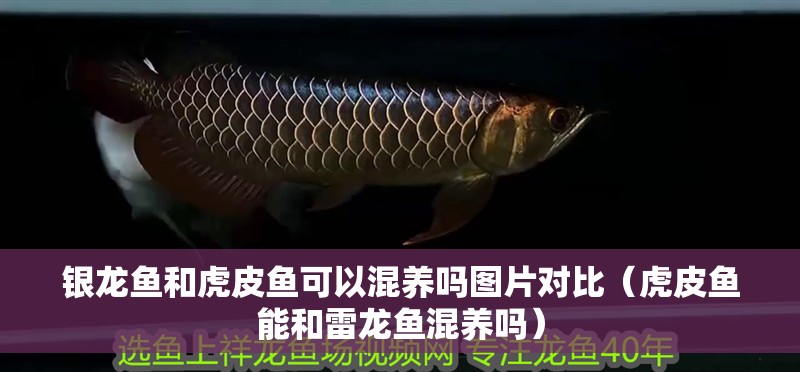 銀龍魚和虎皮魚可以混養嗎圖片對比（虎皮魚能和雷龍魚混養嗎）