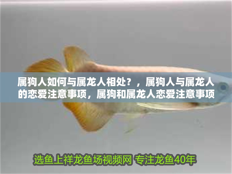 屬狗人如何與屬龍人相處？，屬狗人與屬龍人的戀愛注意事項，屬狗和屬龍人戀愛注意事項