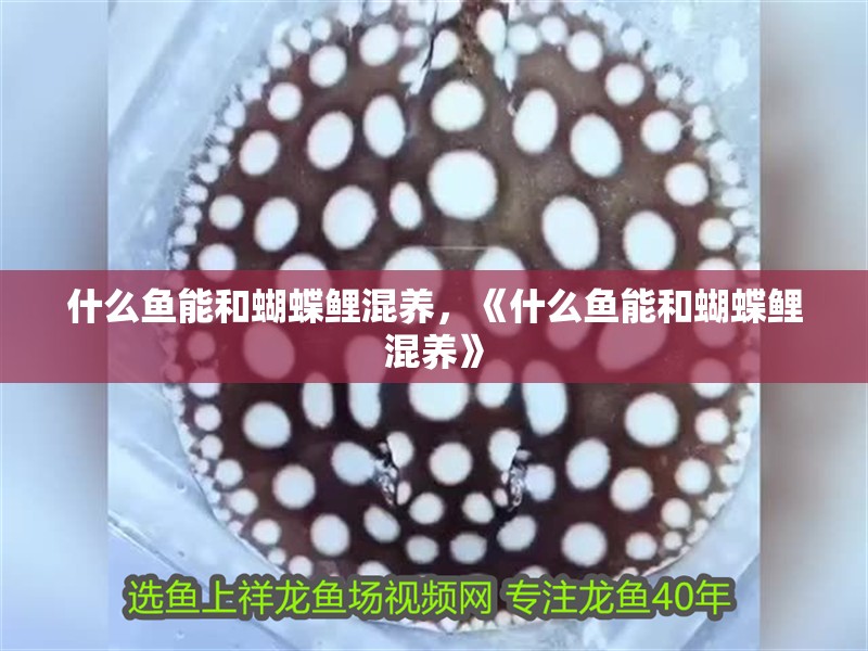 什么魚能和蝴蝶鯉混養，《什么魚能和蝴蝶鯉混養》 什么魚能和蝴蝶鯉混養，《什么魚能和蝴蝶鯉混養》 龍魚論壇