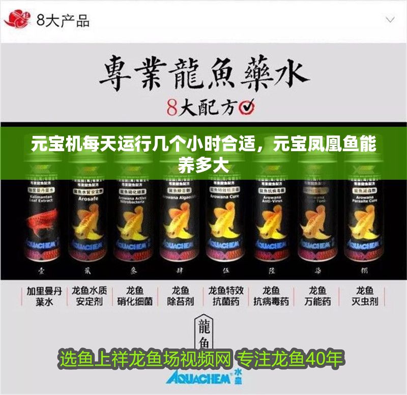 元寶機每天運行幾個小時合適,元寶鳳凰魚能養(yǎng)多大 元寶鳳凰魚百科 第1張 元寶機每天運行幾個小時合適,元寶鳳凰魚能養(yǎng)多大 元寶機每天運行幾個小時合適,元寶鳳凰魚能養(yǎng)多大 元寶鳳凰魚百科 第1張