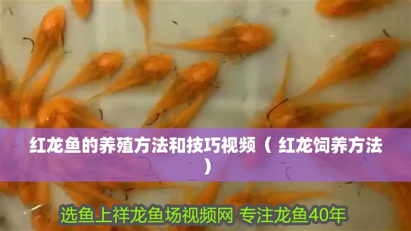 紅龍魚的養(yǎng)殖方法和技巧視頻（ 紅龍飼養(yǎng)方法）
