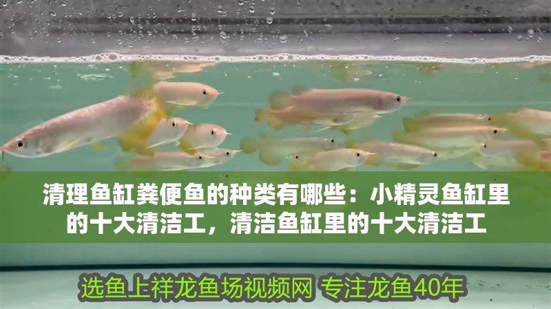 清理魚缸糞便魚的種類有哪些：小精靈魚缸里的十大清潔工，清潔魚缸里的十大清潔工 清理魚缸糞便魚的種類有哪些：小精靈魚缸里的十大清潔工，清潔魚缸里的十大清潔工 魚缸百科