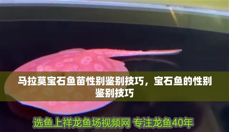 馬拉莫寶石魚苗性別鑒別技巧，寶石魚的性別鑒別技巧