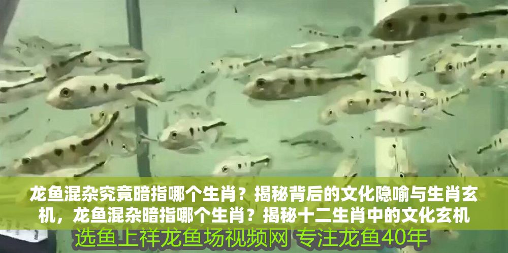 龍魚混雜究竟暗指哪個生肖？揭秘背后的文化隱喻與生肖玄機，龍魚混雜暗指哪個生肖？揭秘十二生肖中的文化玄機