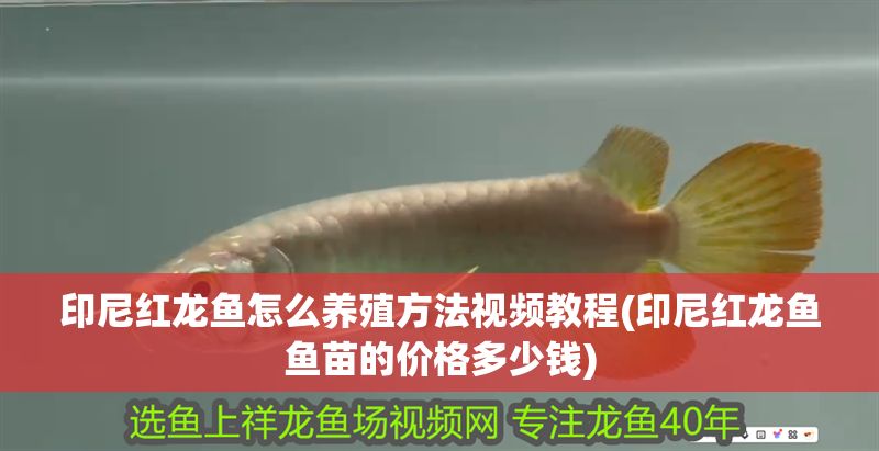 印尼紅龍魚怎么養殖方法視頻教程(印尼紅龍魚魚苗的價格多少錢) 紅龍魚百科 第1張 印尼紅龍魚怎么養殖方法視頻教程(印尼紅龍魚魚苗的價格多少錢) 印尼紅龍魚怎么養殖方法視頻教程(印尼紅龍魚魚苗的價格多少錢) 紅龍魚百科 第1張