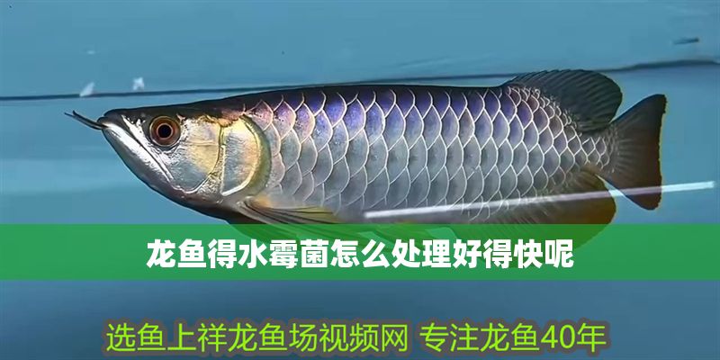 龍魚得水霉菌怎么處理好得快呢