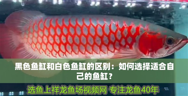 黑色魚缸和白色魚缸的區(qū)別：如何選擇適合自己的魚缸？