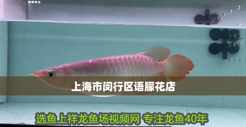 上海市閔行區(qū)語朦花店