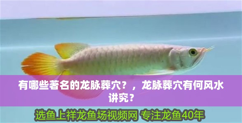 龍魚怕什么 有哪些著名的龍脈葬穴?,龍脈葬穴有何風水講究? 龍魚論壇 有哪些著名的龍脈葬穴?,龍脈葬穴有何風水講究? 有哪些著名的龍脈葬穴?,龍脈葬穴有何風水講究? 龍魚論壇