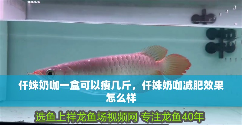 仟姝奶咖一盒可以瘦幾斤，仟姝奶咖減肥效果怎么樣