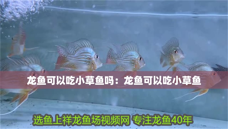 龍魚可以吃小草魚嗎：龍魚可以吃小草魚