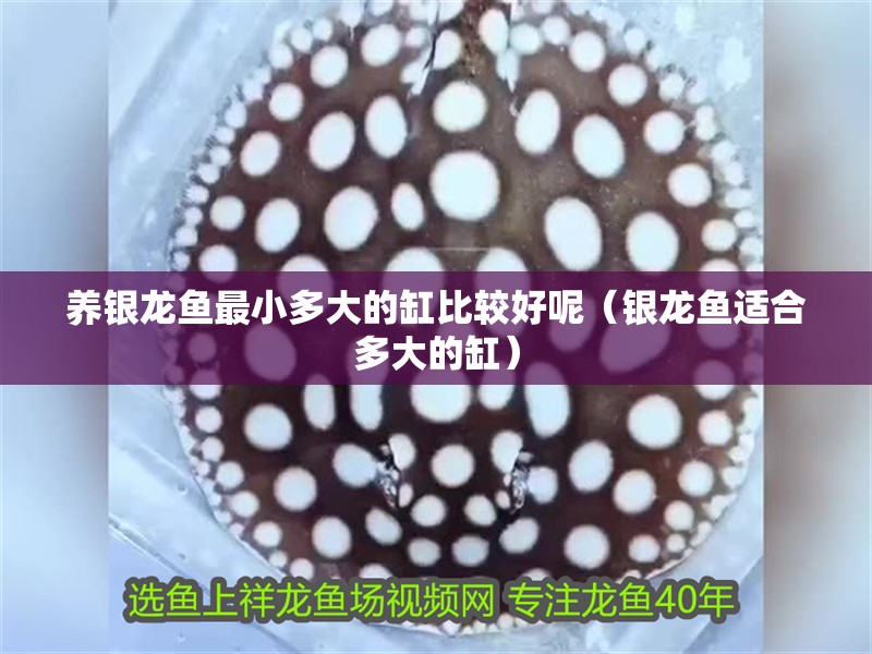 養銀龍魚最小多大的缸比較好呢（銀龍魚適合多大的缸）