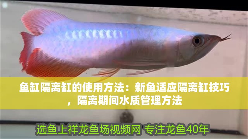 魚缸隔離缸的使用方法：新魚適應隔離缸技巧，隔離期間水質(zhì)管理方法