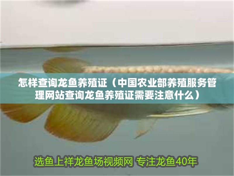 怎樣查詢(xún)龍魚(yú)養(yǎng)殖證（中國(guó)農(nóng)業(yè)部養(yǎng)殖服務(wù)管理網(wǎng)站查詢(xún)龍魚(yú)養(yǎng)殖證需要注意什么）