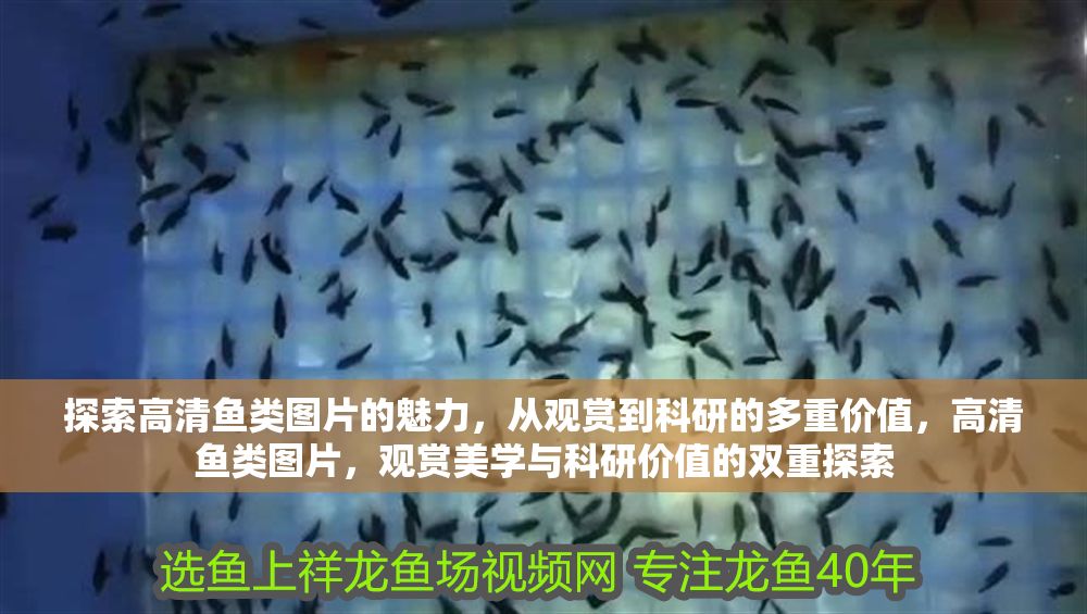 探索高清魚類圖片的魅力，從觀賞到科研的多重價值，高清魚類圖片，觀賞美學(xué)與科研價值的雙重探索