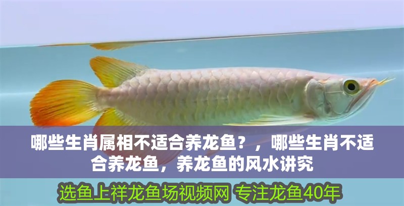哪些生肖屬相不適合養(yǎng)龍魚？，哪些生肖不適合養(yǎng)龍魚，養(yǎng)龍魚的風(fēng)水講究