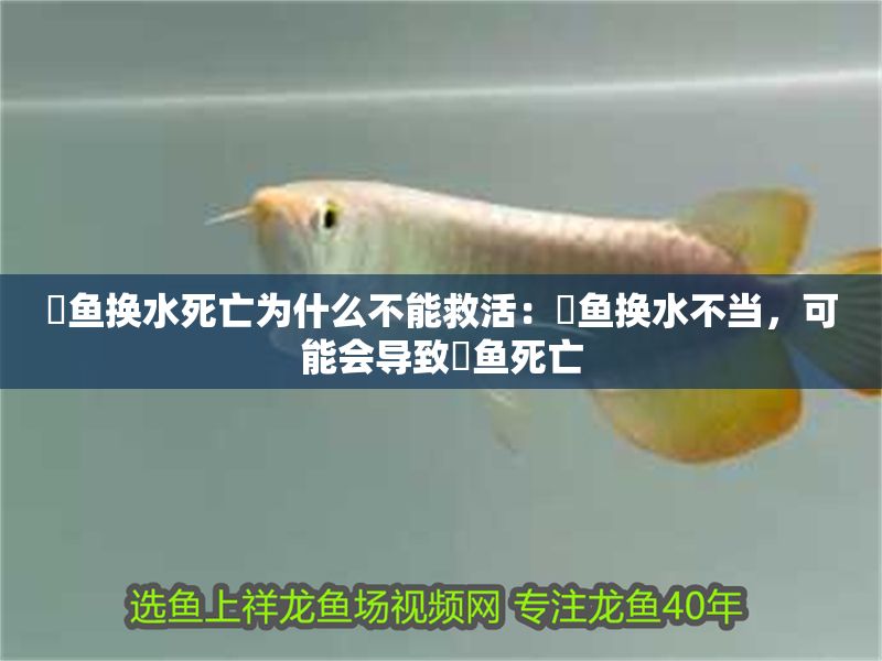 魟魚換水死亡為什么不能救活：魟魚換水不當，可能會導致魟魚死亡 魟魚換水死亡為什么不能救活：魟魚換水不當，可能會導致魟魚死亡 魟魚百科 第2張