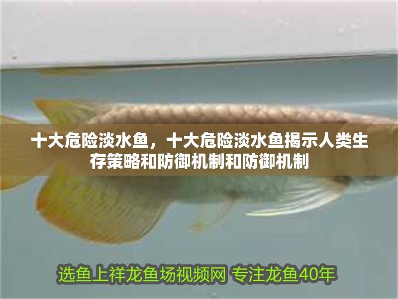 十大危險淡水魚，十大危險淡水魚揭示人類生存策略和防御機制和防御機制
