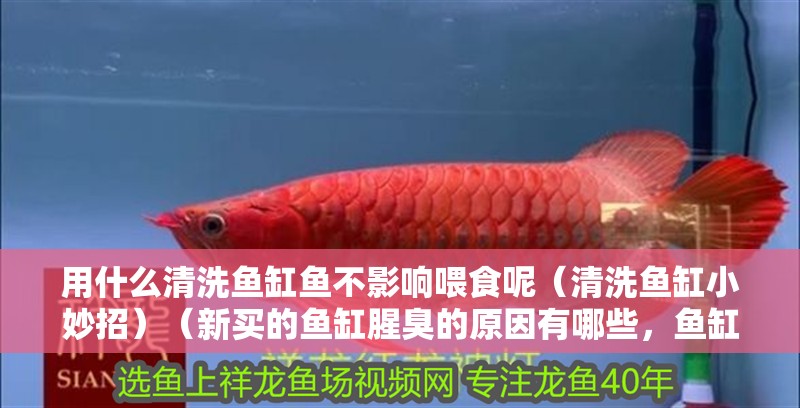 鸚鵡魚和銀龍魚混養(yǎng)怎樣喂食 用什么清洗魚缸魚不影響喂食呢(清洗魚缸小妙招)(新買的魚缸腥臭的原因有哪些,魚缸清潔劑清洗方法) 魚缸百科 用什么清洗魚缸魚不影響喂食呢(清洗魚缸小妙招)(新買的魚缸腥臭的原因有哪些,魚缸清潔劑清洗方法) 用什么清洗魚缸魚不影響喂食呢(清洗魚缸小妙招)(新買的魚缸腥臭的原因有哪些,魚缸清潔劑清洗方法) 魚缸百科