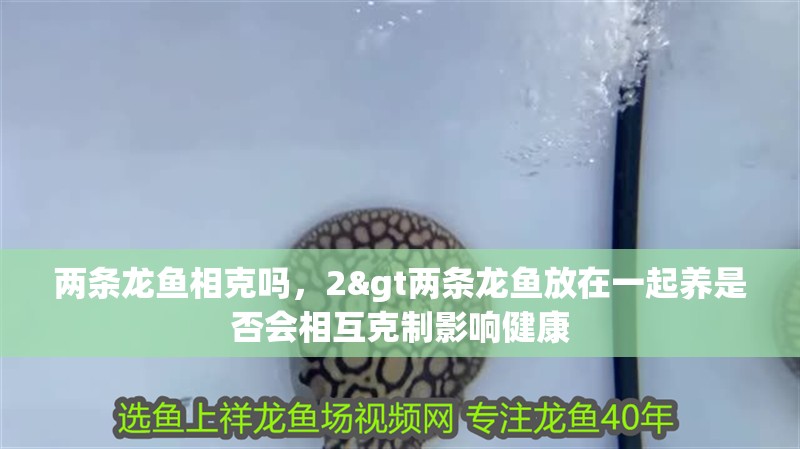 兩條龍魚相克嗎，2&gt兩條龍魚放在一起養(yǎng)是否會相互克制影響健康 兩條龍魚相克嗎，2&gt兩條龍魚放在一起養(yǎng)是否會相互克制影響健康 水族問答