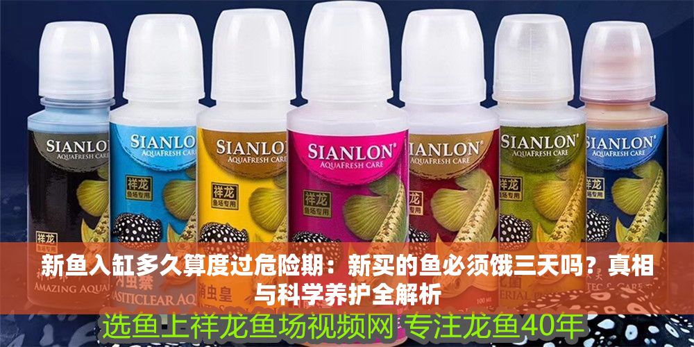 新魚入缸多久算度過危險期：新買的魚必須餓三天嗎？真相與科學養護全解析