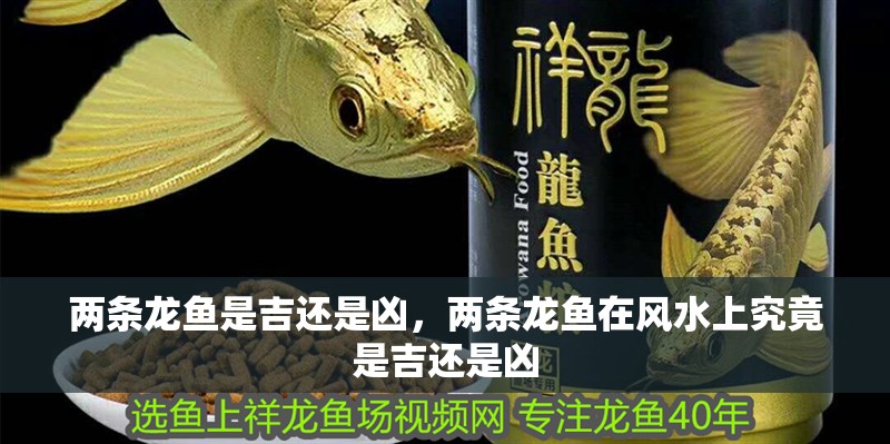 兩條龍魚是吉還是兇，兩條龍魚在風水上究竟是吉還是兇