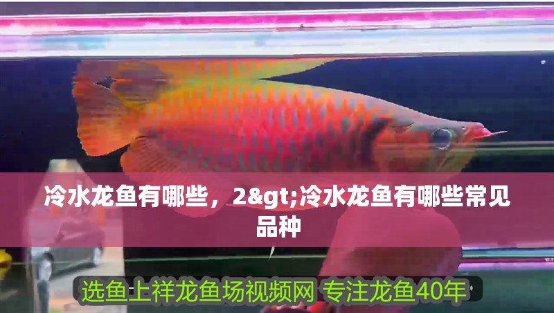 冷水龍魚有哪些，2>冷水龍魚有哪些常見品種