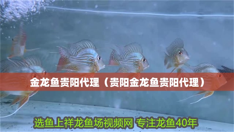 金龍魚貴陽代理（貴陽金龍魚貴陽代理）