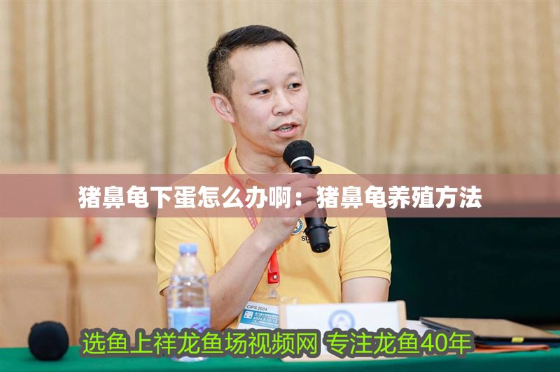 豬鼻龜下蛋怎么辦?。贺i鼻龜養(yǎng)殖方法