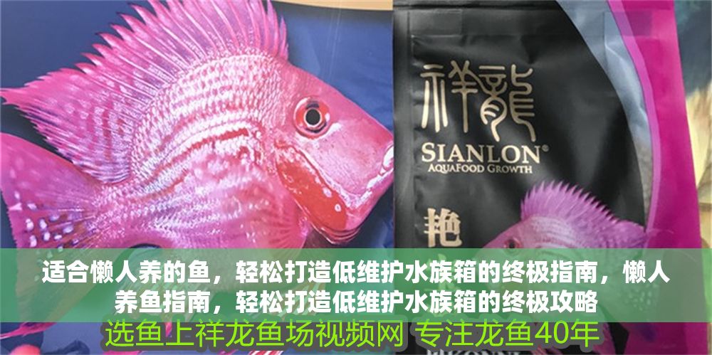 適合懶人養(yǎng)的魚，輕松打造低維護水族箱的終極指南，懶人養(yǎng)魚指南，輕松打造低維護水族箱的終極攻略