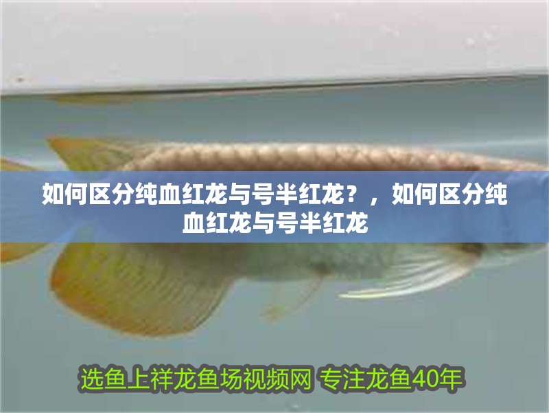 如何區分純血紅龍與號半紅龍？，如何區分純血紅龍與號半紅龍 如何區分純血紅龍與號半紅龍？，如何區分純血紅龍與號半紅龍 龍魚百科