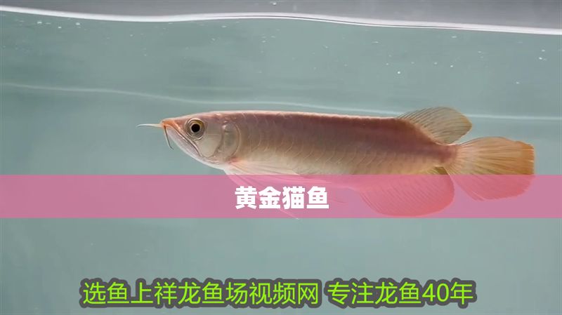 黃金貓魚