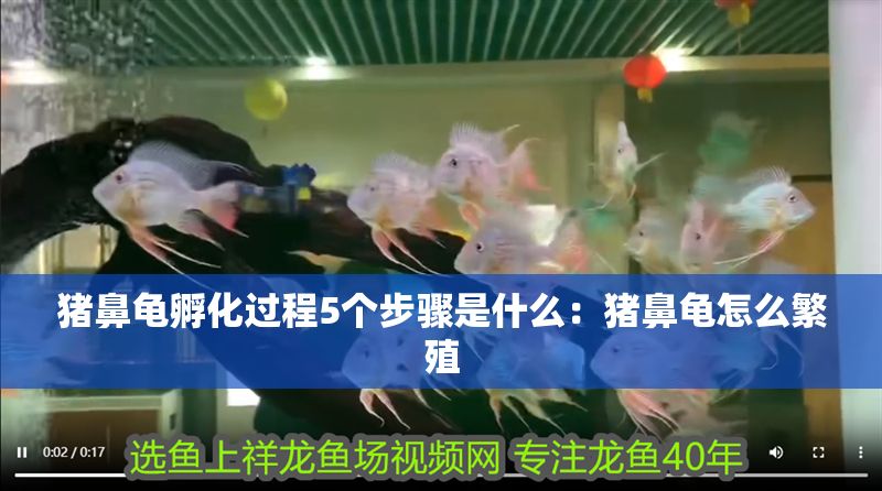 豬鼻龜孵化過程5個步驟是什么：豬鼻龜怎么繁殖 豬鼻龜孵化過程5個步驟是什么：豬鼻龜怎么繁殖 豬鼻龜百科 第1張