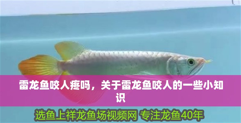 雷龍魚咬人疼嗎，關于雷龍魚咬人的一些小知識